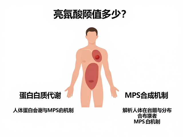 亮氨酸阈值多少？解析人体蛋白质代谢与MPS合成机制