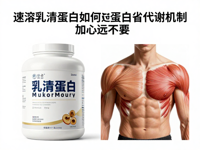 速溶乳清蛋白如何通过蛋白质代谢机制加速运动恢复？