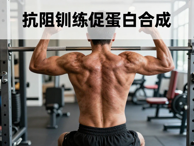 抗阻训练促蛋白合成，甜味剂如何影响人体蛋白质代谢机制？
