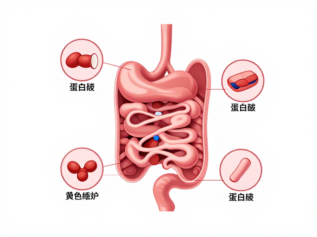 蛋白质代谢机制揭秘，并非越多越好，无法替代正餐