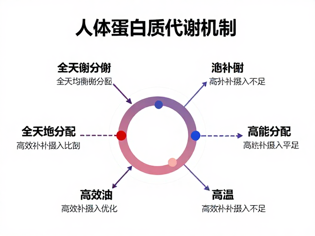 人体蛋白质代谢机制,全天均衡分配,高效弥补摄入不足