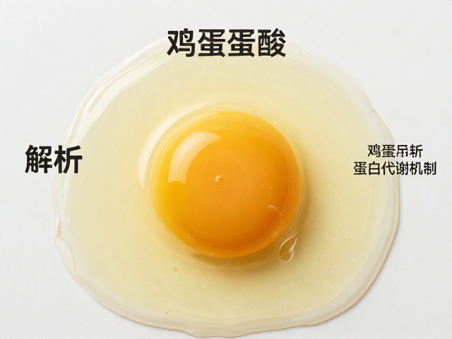 鸡蛋蛋白氨基酸组成完整,解析人体蛋白质代谢机制与吸收效率
