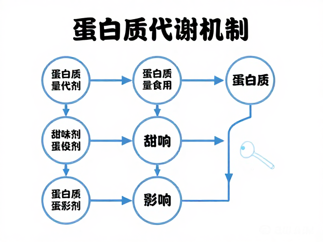蛋白质代谢机制，按建议用量食用，甜味剂是否影响效果？