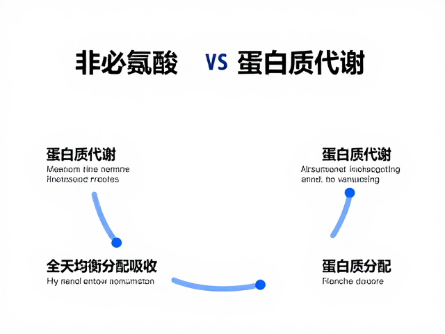 非必需氨基酸与蛋白质代谢,全天均衡分配提升吸收效率