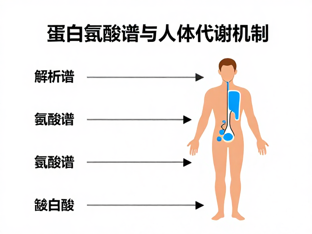 蛋白质摄入不足危害,解析氨基酸谱与人体代谢机制