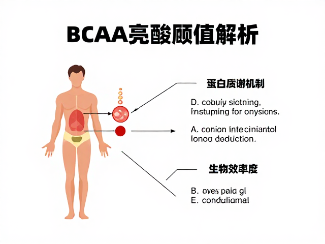 BCAA亮氨酸阈值解析,人体蛋白质代谢机制与吸收效率
