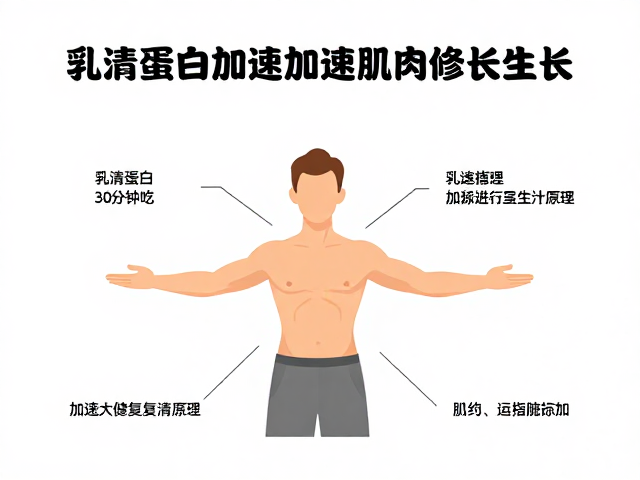 乳清蛋白训练后30分钟吃，加速肌肉修复与生长原理
