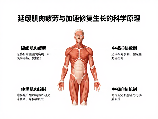 体重管理者必看,延缓肌肉疲劳与加速修复生长的科学原理