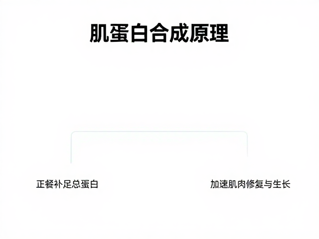 肌蛋白合成原理,正餐补足总蛋白,加速肌肉修复与生长