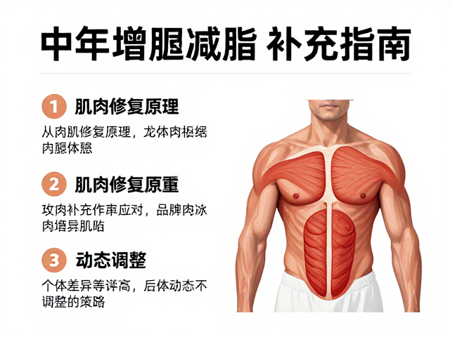 中老年增肌减脂加餐，肌肉修复原理与营养补充指南