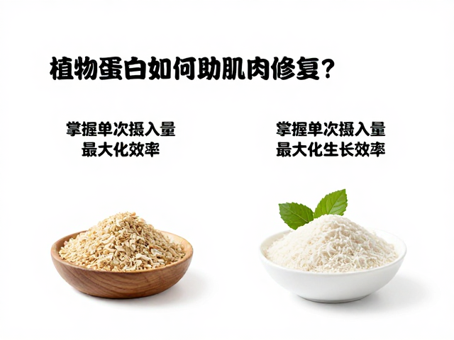 植物蛋白如何辅助肌肉修复？掌握单次摄入量，最大化生长效率