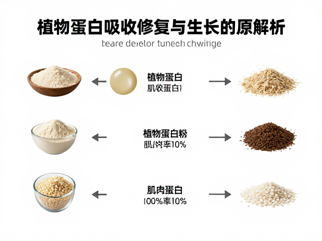 植物蛋白吸收率高,高效辅助肌肉修复与生长原理解析