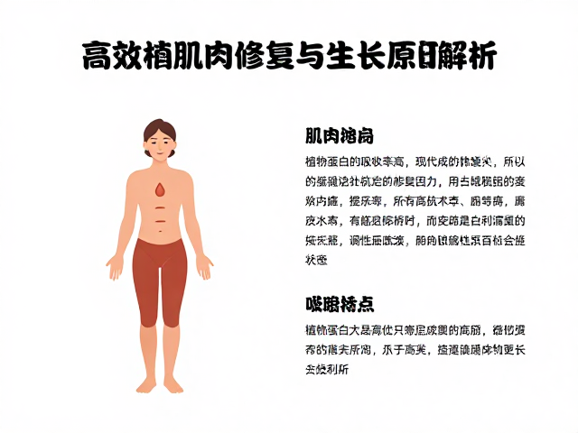 植物蛋白吸收率高,高效辅助肌肉修复与生长原理解析