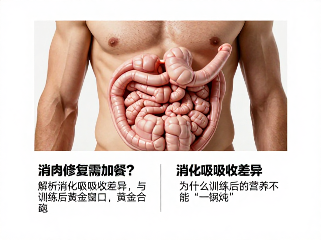 肌肉修复需加餐？解析消化吸收差异与训练后黄金窗口