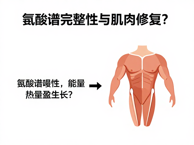 氨基酸谱完整性与肌肉修复,热量盈余如何辅助生长?
