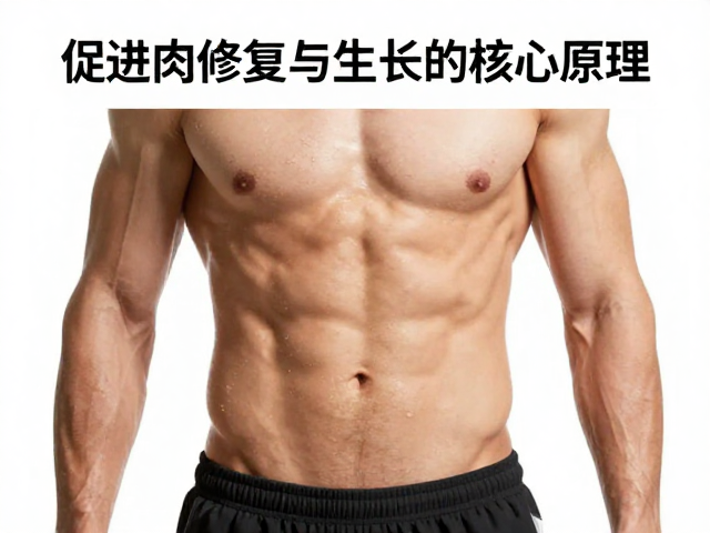 体重管理者必看,促进肌肉修复与生长的核心原理