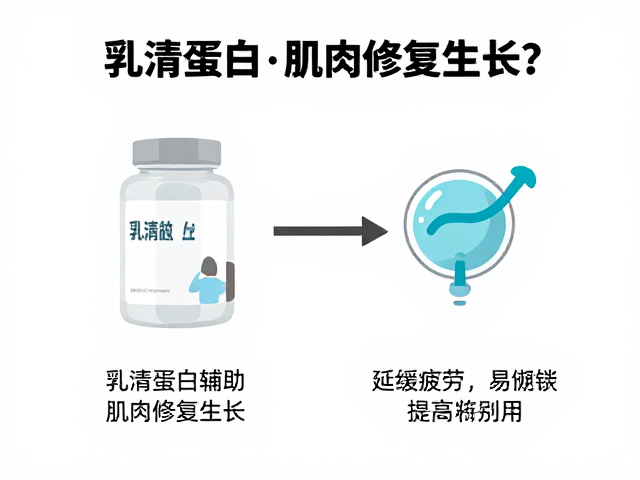 乳清蛋白如何辅助肌肉修复生长?延缓疲劳的科学原理解析