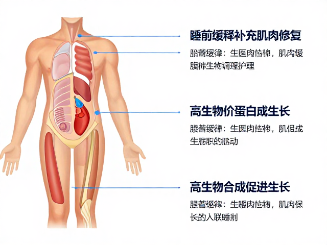 睡前缓释补充助肌肉修复，高生物价蛋白如何促进生长