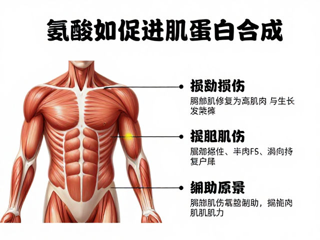 氨基酸如何促进肌蛋白合成?揭秘肌肉修复与生长辅助原理