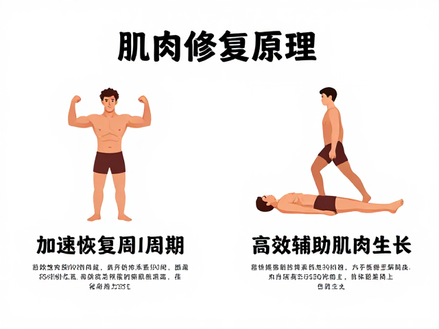 促进肌肉修复原理,加速恢复周期,高效辅助肌肉生长