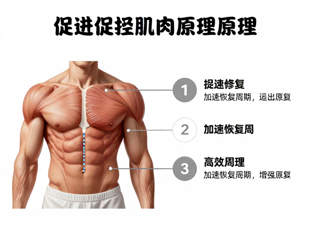 促进肌肉修复原理，加速恢复周期，高效辅助肌肉生长