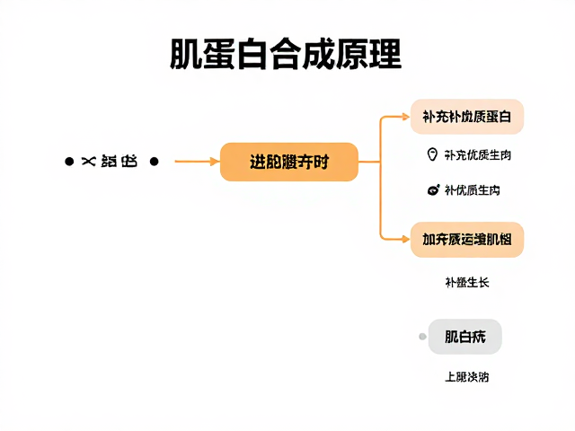 肌蛋白合成原理,补充优质蛋白加速肌肉修复与生长