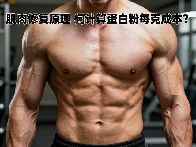 肌肉修复原理，体重管理人群如何计算蛋白粉每克成本？