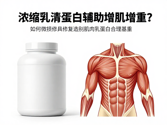 浓缩乳清蛋白如何通过肌肉修复辅助增肌增重？科学原理解析