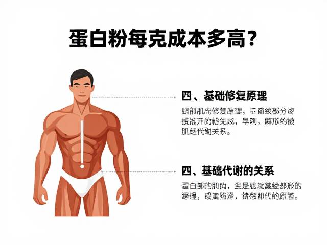 蛋白粉每克成本多高?解析肌肉修复原理与基础代谢的关系