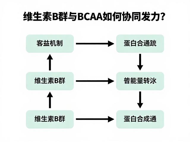 健身增肌必吃,维生素B群与BCAA如何协同发力?
