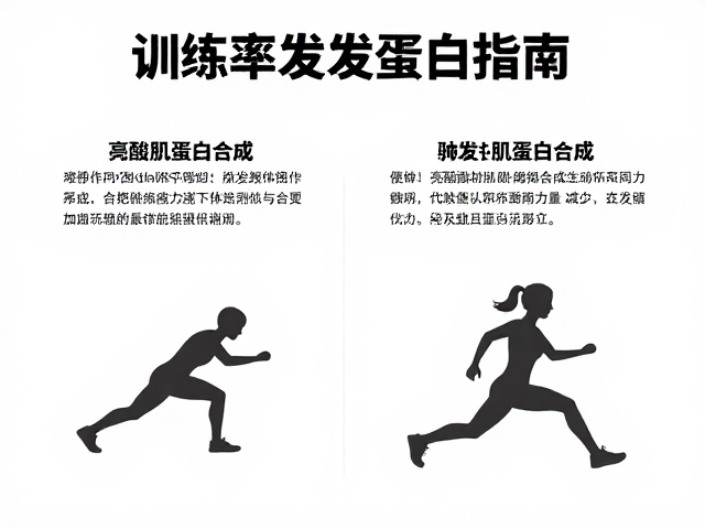 高训练频率者备赛指南，亮氨酸如何触发肌蛋白合成