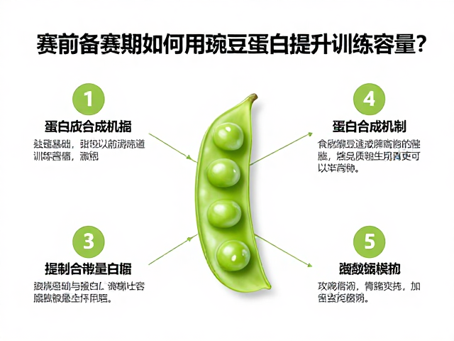 赛前备赛期如何利用豌豆蛋白提升训练容量？
