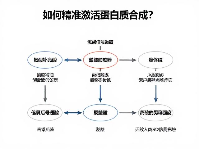 有氧后补亮氨酸，如何精准激活蛋白质合成？