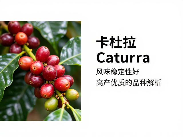 卡杜拉Caturra的起源与品种特性