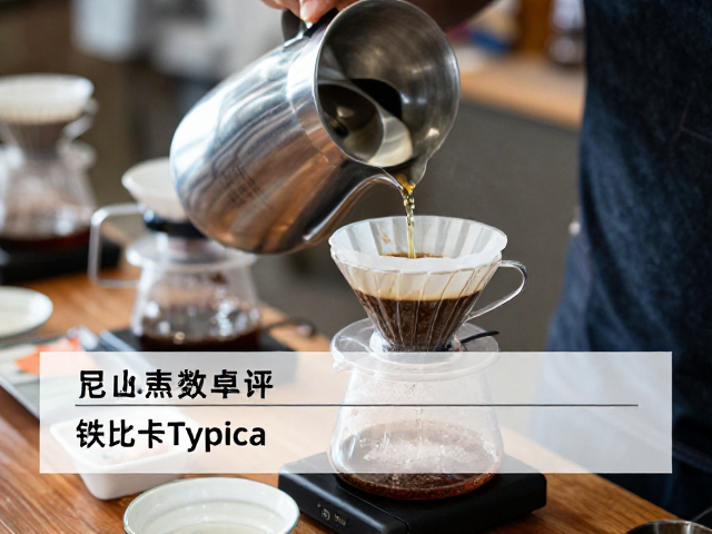 冲煮参数建议与萃取逻辑