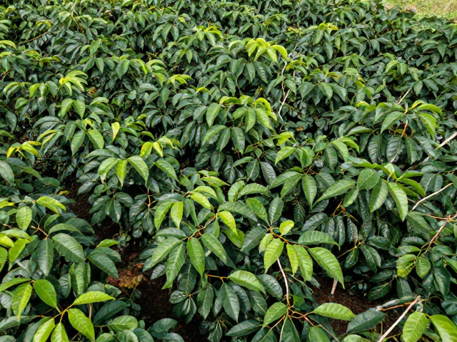 卡杜拉Caturra矮化紧凑株型,高密度种植基地优化产量与品质解析