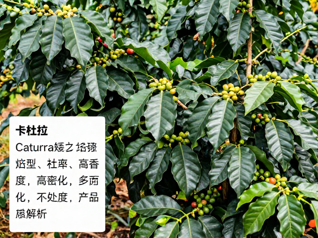 微环境调控对咖啡品质形成的影响机制