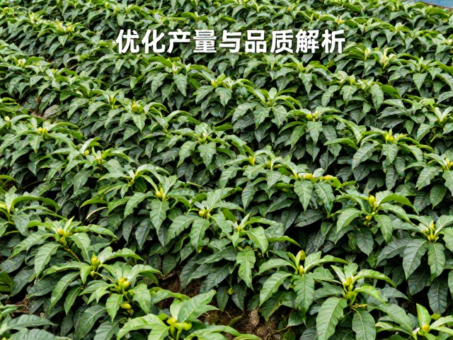 可持续农业视角下的长期效益分析
