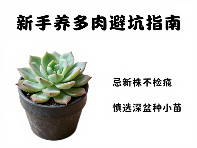 环境适应的缓冲期:缓苗期的关键管理