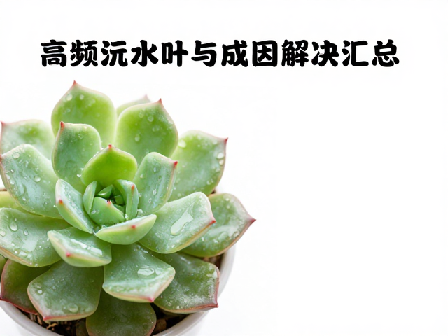 应急处理与后续养护策略