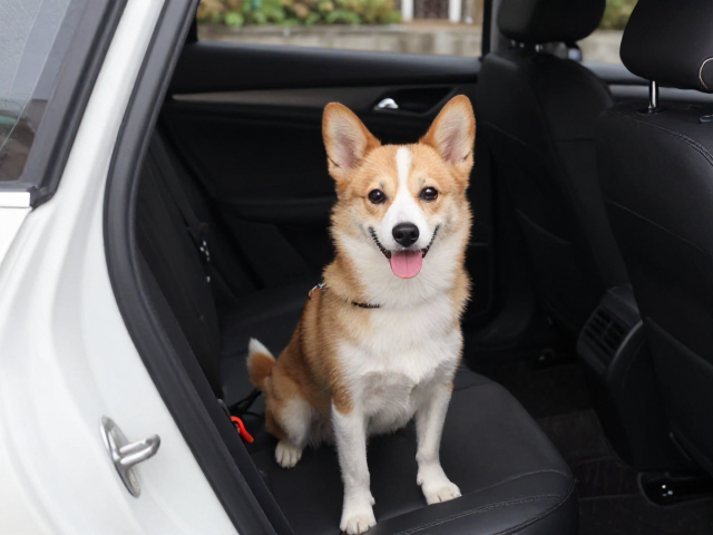 小型犬训练技巧,主动配合上下车,单次训练勿过久