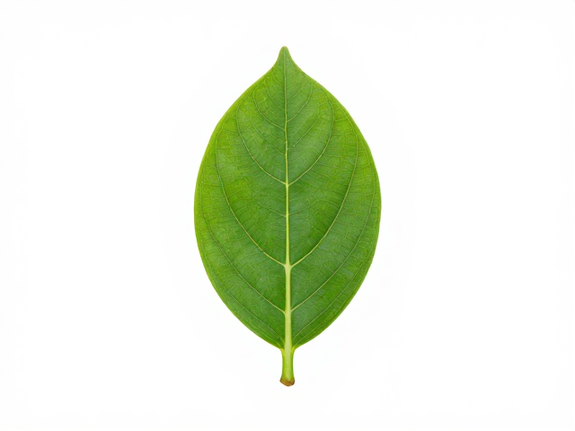 树叶拍摄造型灵感,像种子一样定格自然之美