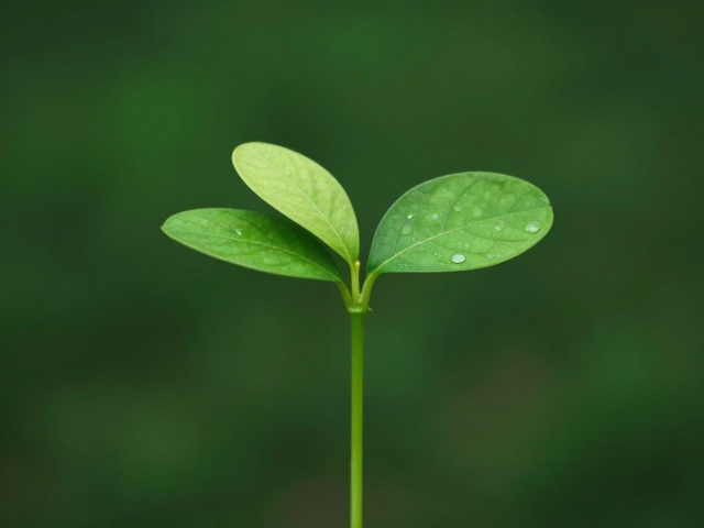 树叶拍摄造型灵感，像种子一样定格自然之美