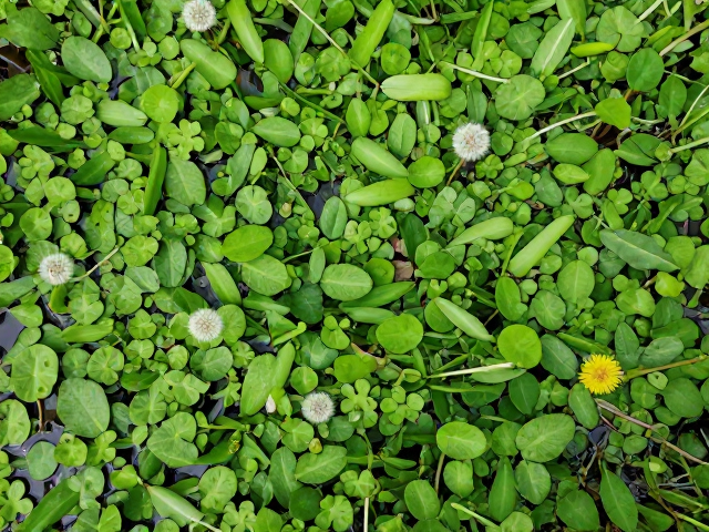树叶、水生植物与蒲公英的生态共生,自然界的绿色秘密