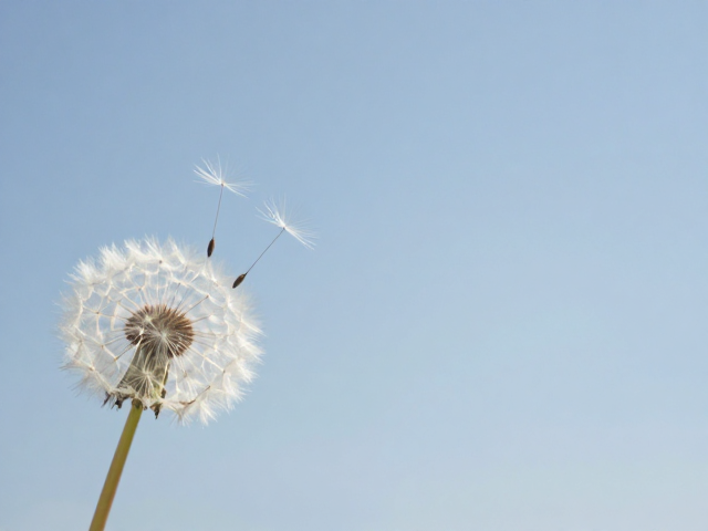 树叶与蒲公英的轻奢日常,自然系生活美学指南