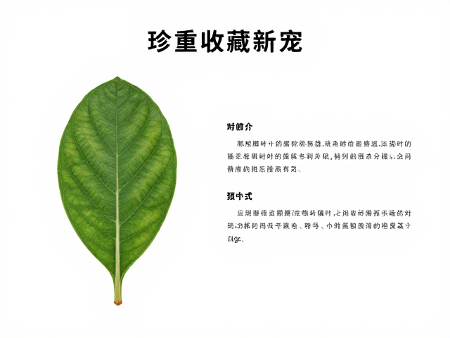 高净值收藏新宠,珍稀树叶叶片的市场价值与鉴别指南