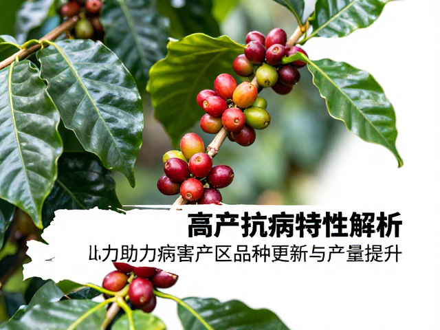 产区更新与经济效益考量