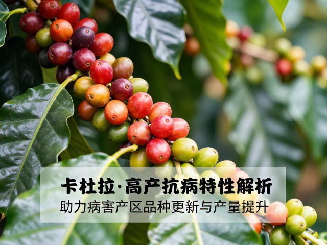产量潜力与田间管理策略