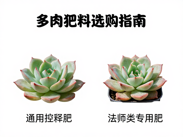 法师类多肉的特殊需求与专用肥的搭配策略