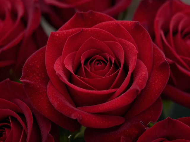 深红浪漫主义,以智慧与冷静重塑生活美学